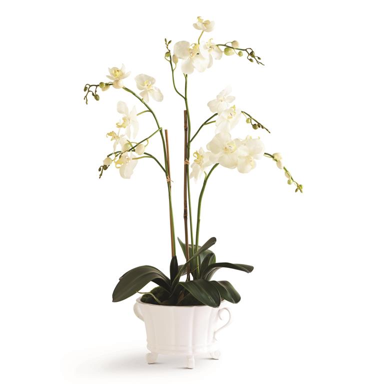 32 Inch White Orchid in 2 Handled White Dish