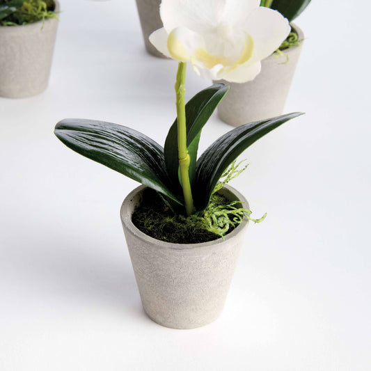 MINI PHALAENOPSIS ORCHID POTTED 9" in White