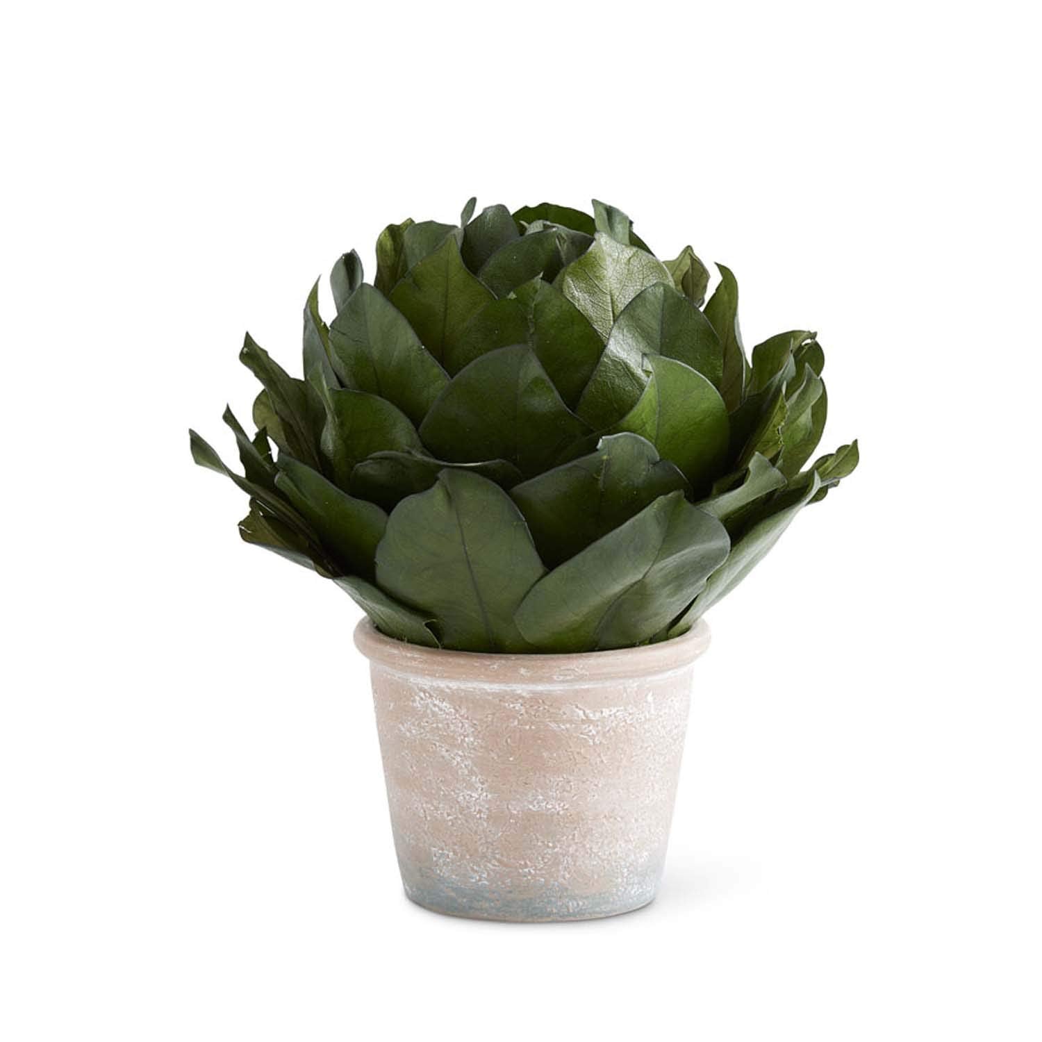magnolia plant pot 11” Dried Magnolia Leaf Topiary in Pot – Youre Invited Too/ dba The Iron  Place