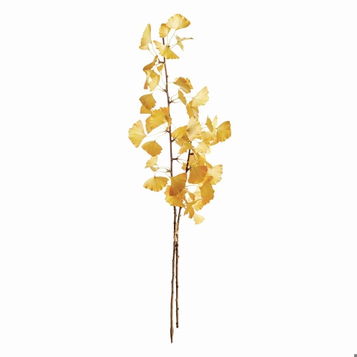 Ginkgo Branch 40”