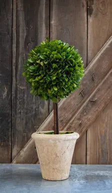 Boxwood Topiary