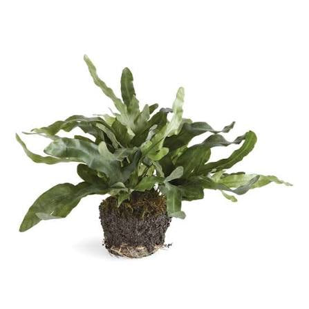 Echeveria Fern Drop In 11.5”
