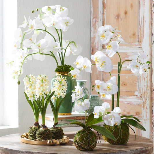 31" White Orchid With Moss Ball