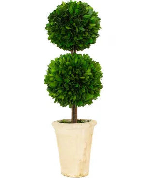 Boxwood Topiary