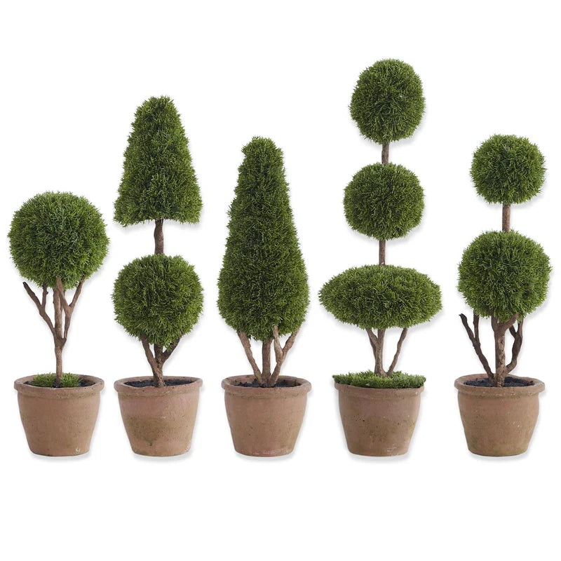 Cypress Topiary Trees in Pots (5 Styles)
