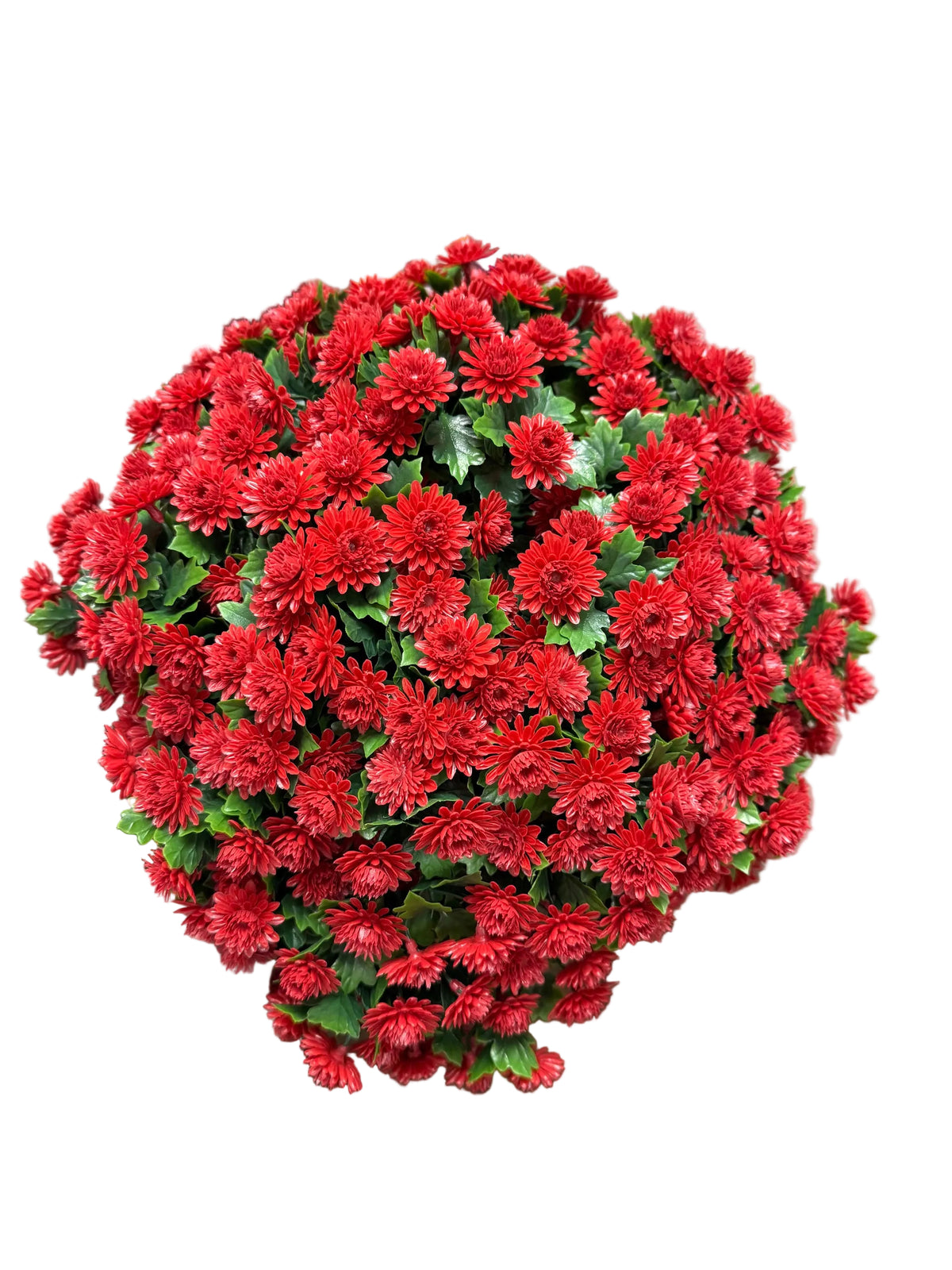 Burgundy Mum Bush or Stake