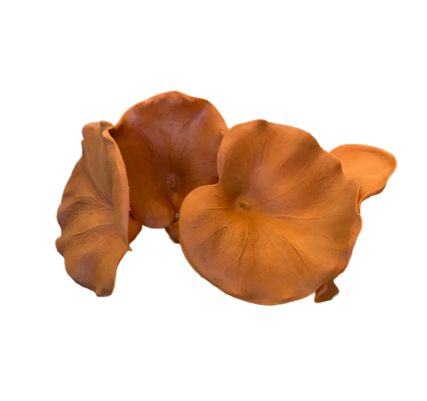 15in Orange Real Touch Lotus Leaf (5pc Bundle)