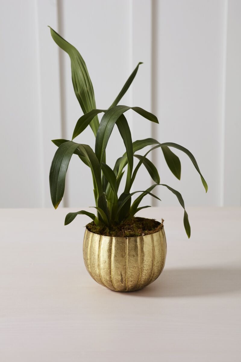 Gold Ravi Pot