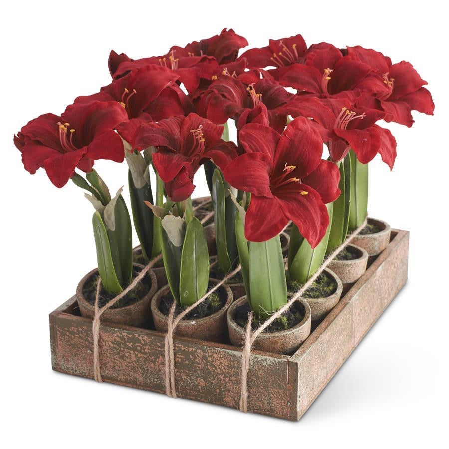 Assorted Potted Red Amaryllis