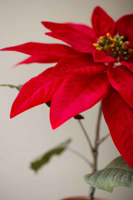 Artificial Red Poinsettia in a Cement Pot