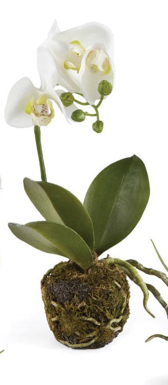 CC Phalaenopsis (Moth Orchid) Drop In (3 Sizes)
