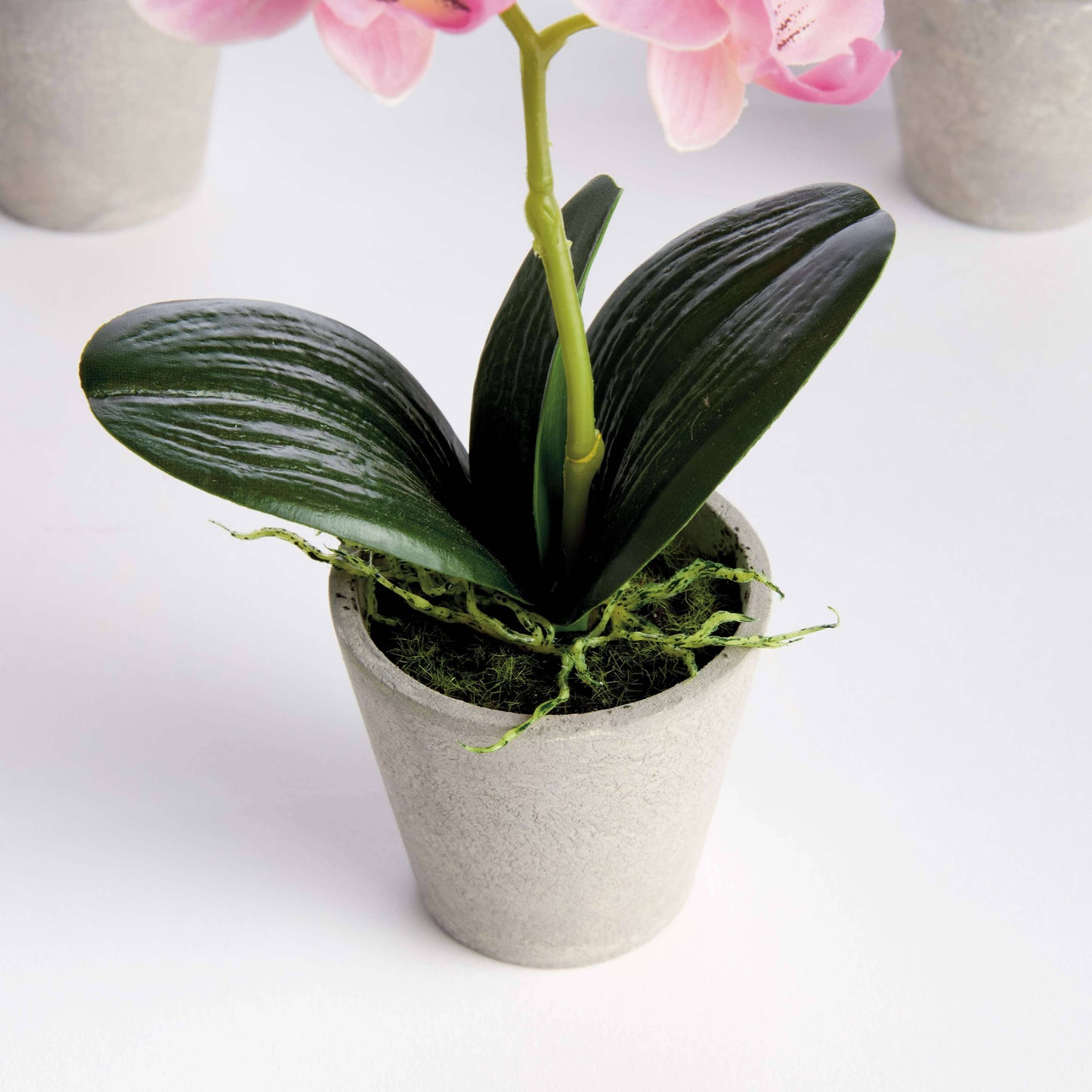 MINI PHALAENOPSIS ORCHID POTTED 9" in White
