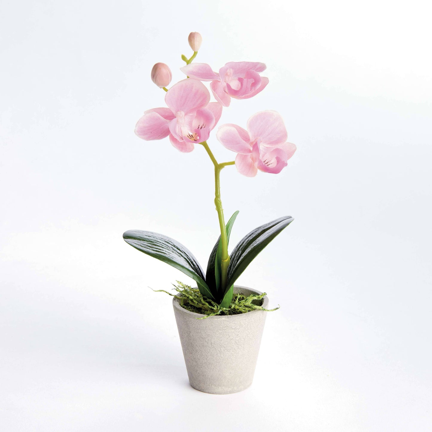 MINI PHALAENOPSIS ORCHID POTTED 9" in White