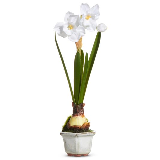 Single Narcissus in Cachepot Mini Orchid