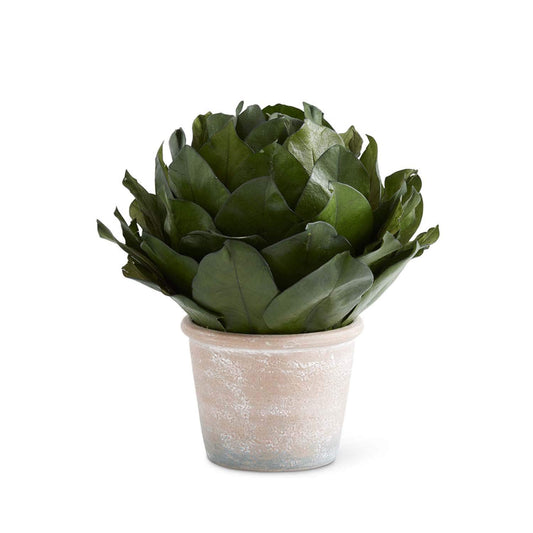 11” Dried Magnolia Leaf Topiary in Pot