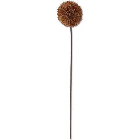 31’ Inch Brown Allium Stem