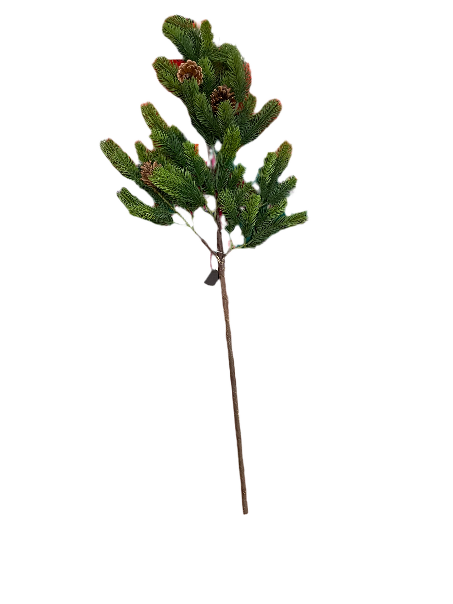 Cypress Pine Branch