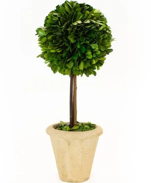 Boxwood Topiary