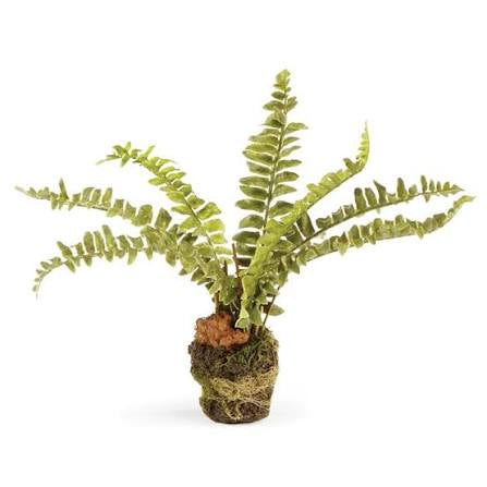 Boston Fern Drop-In 7.5”