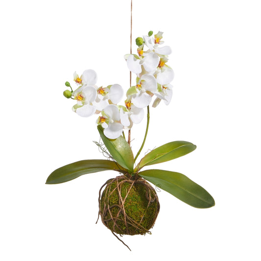 15" Real Touch White Orchid With Moss Ball