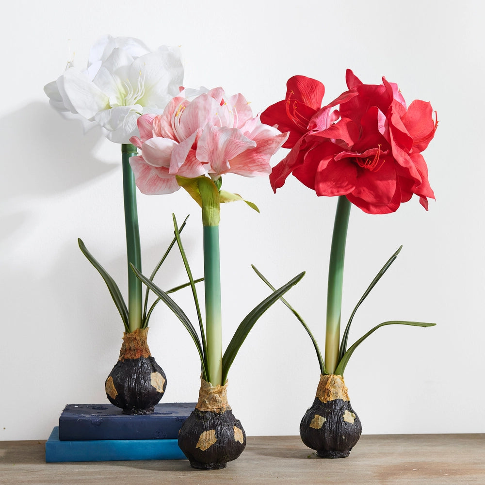 19” White Amaryllis Bulb