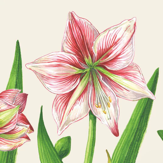 Amaryllis Blooms Cocktail Napkin