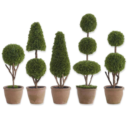 Cypress Topiary Trees in Pots (5 Styles)