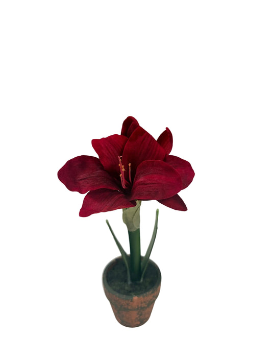 Assorted Potted Red Amaryllis