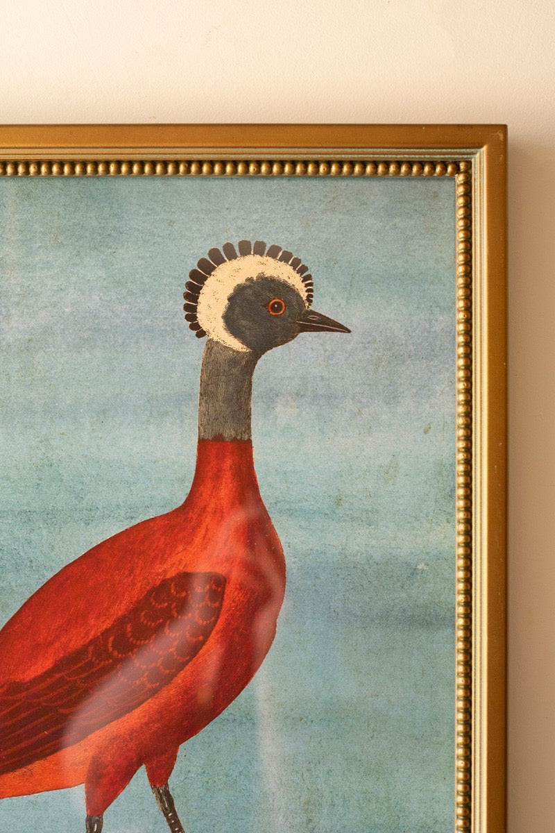 Framed Exotic Animal Prints under Glass