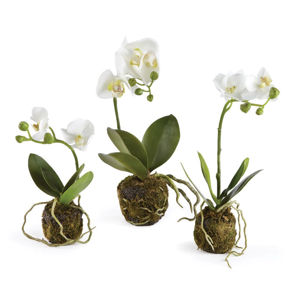 CC Phalaenopsis (Moth Orchid) Drop In (3 Sizes)