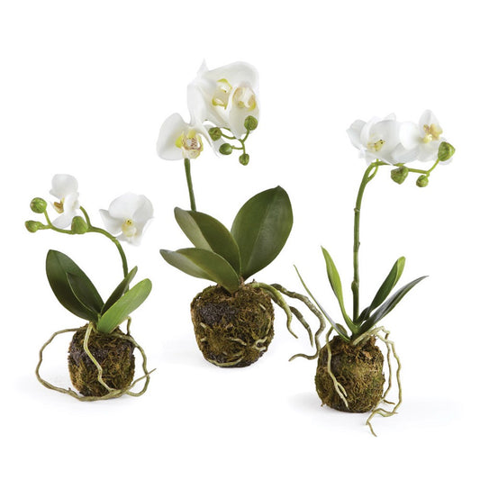 CC Phalaenopsis (Moth Orchid) Drop In (3 Sizes)
