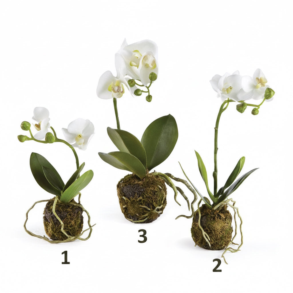 CC Phalaenopsis (Moth Orchid) Drop In (3 Sizes)