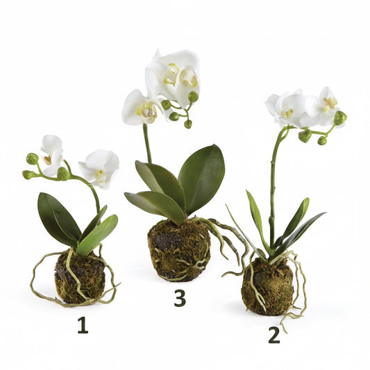 CC Phalaenopsis (Moth Orchid) Drop In (3 Sizes)