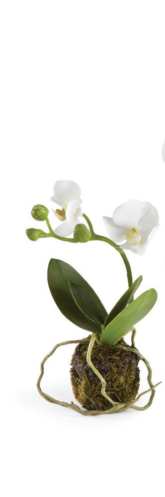 CC Phalaenopsis (Moth Orchid) Drop In (3 Sizes)