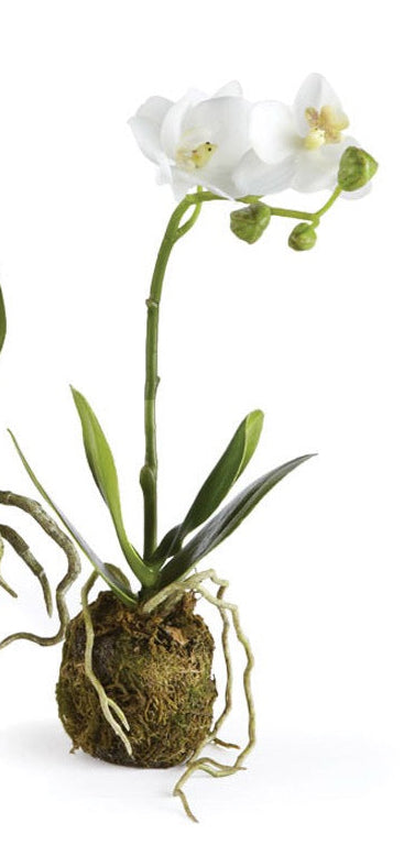 CC Phalaenopsis (Moth Orchid) Drop In (3 Sizes)