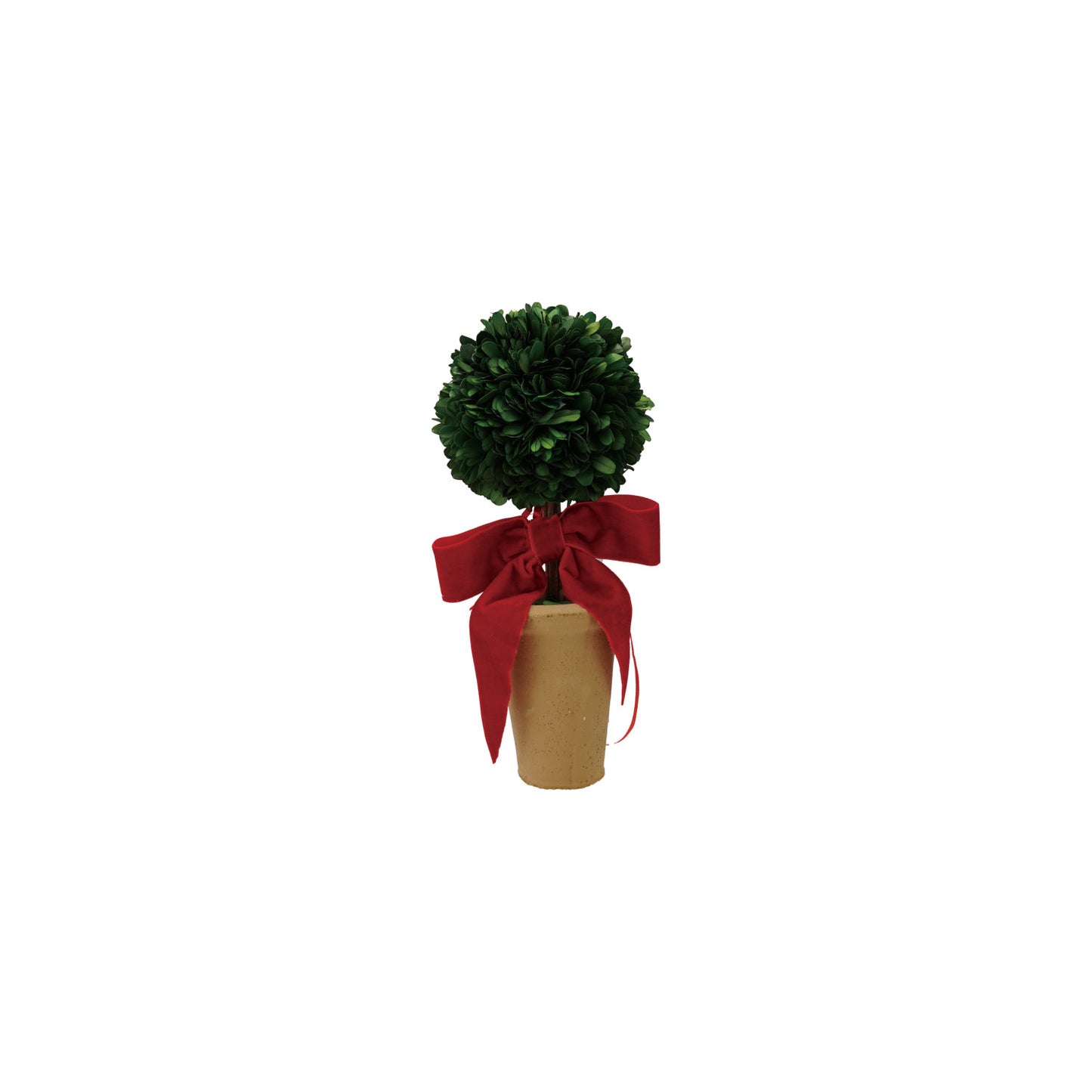Boxwood Tree