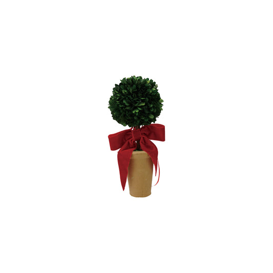 Boxwood Tree