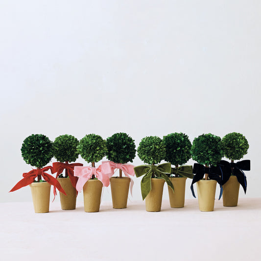 Boxwood Tree