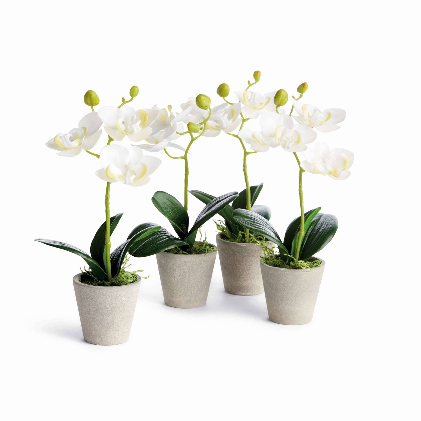 MINI PHALAENOPSIS ORCHID POTTED 9" in White