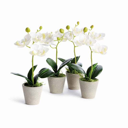 MINI PHALAENOPSIS ORCHID POTTED 9" in White