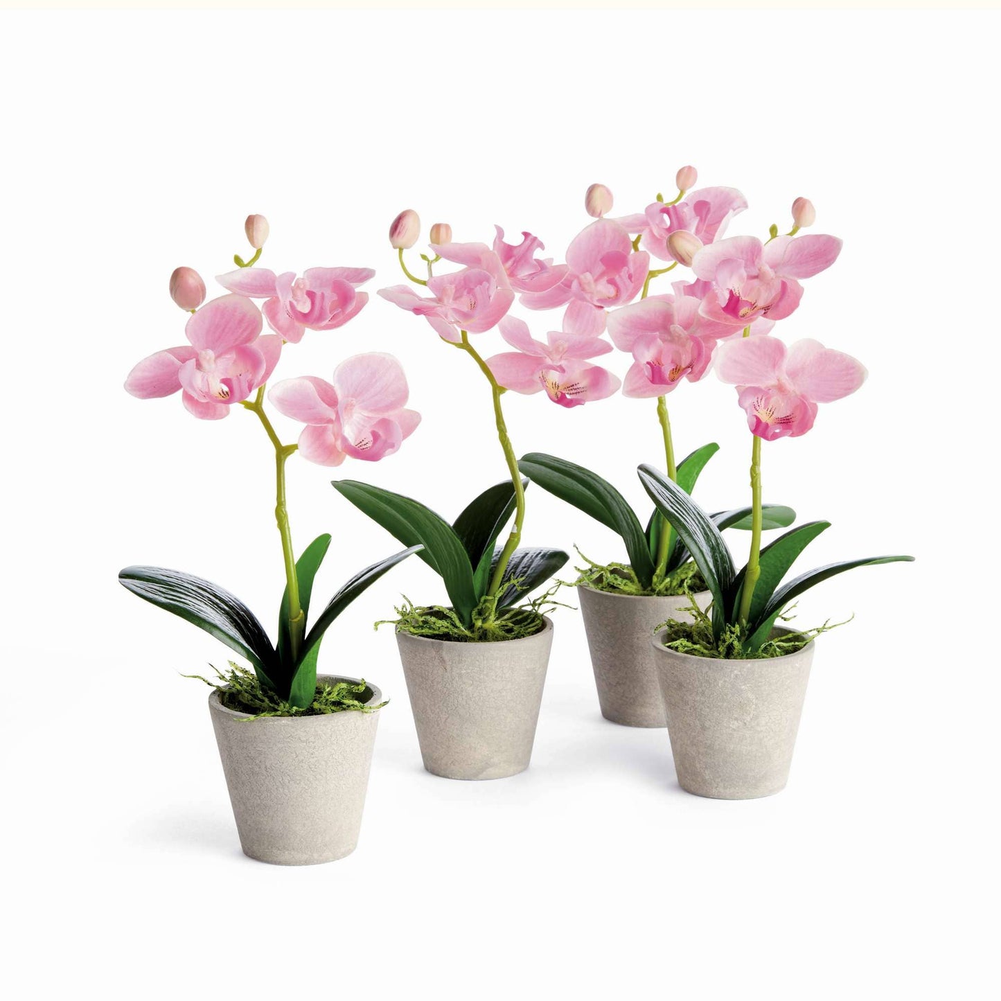 MINI PHALAENOPSIS ORCHID POTTED 9" in White