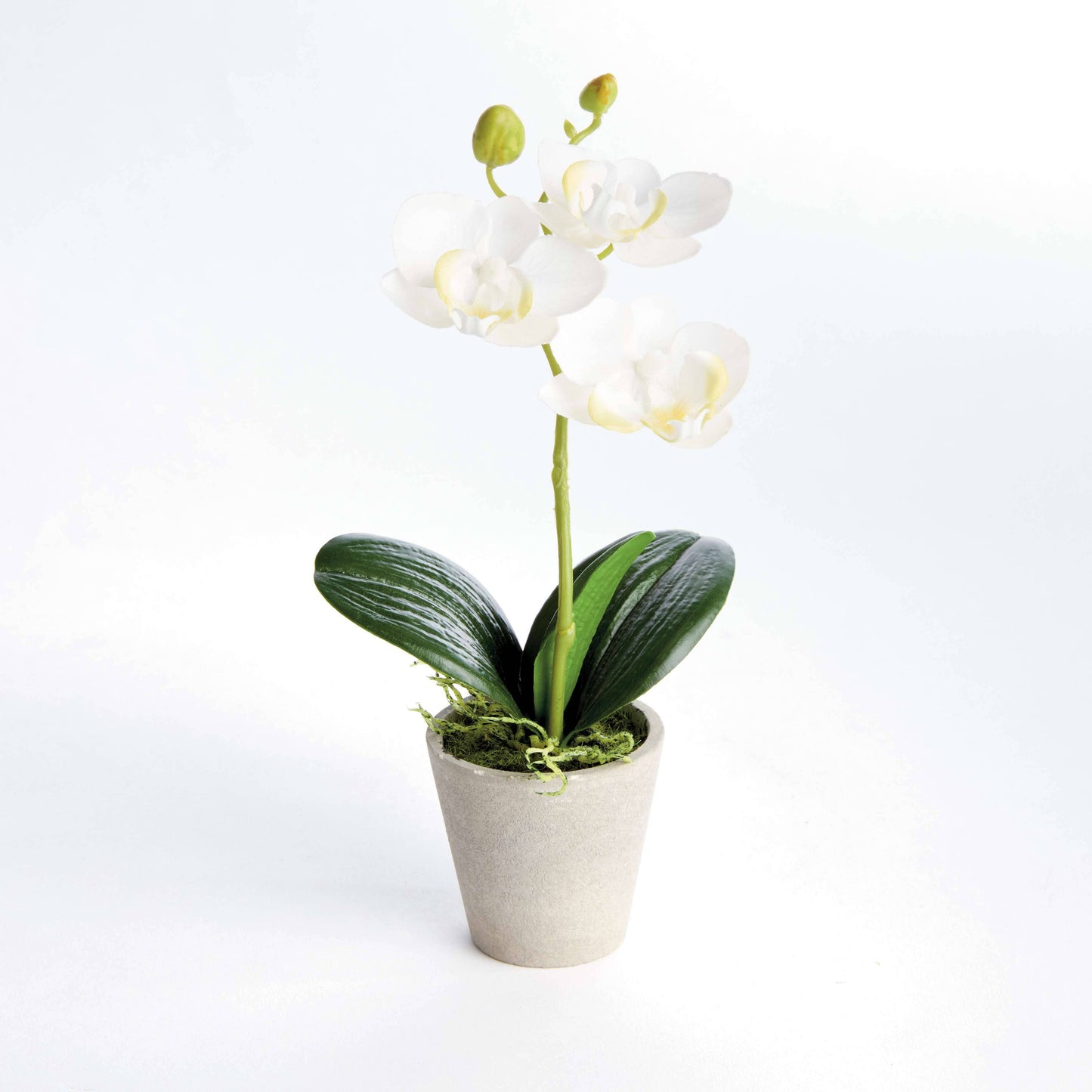 MINI PHALAENOPSIS ORCHID POTTED 9" in White