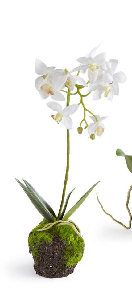 Dendrobium Orchid Drop-In 12"